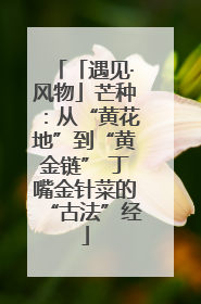 「遇见·风物」芒种：从“黄花地”到“黄金链” 丁嘴金针菜的“古法”经