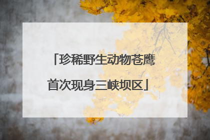 珍稀野生动物苍鹰首次现身三峡坝区