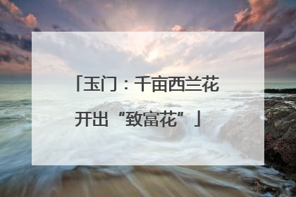 玉门：千亩西兰花开出“致富花”