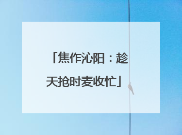 焦作沁阳：趁天抢时麦收忙