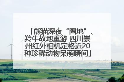 熊猫深夜“圈地”、羚牛故地重游 四川崇州红外相机定格近20种珍稀动物呆萌瞬间