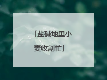 盐碱地里小麦收割忙