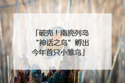 破壳！南麂列岛“神话之鸟”孵出今年首只小雏鸟