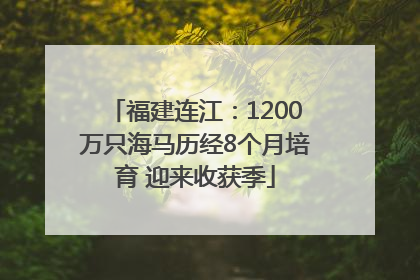 福建连江：1200万只海马历经8个月培育 迎来收获季