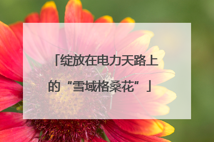 绽放在电力天路上的“雪域格桑花”
