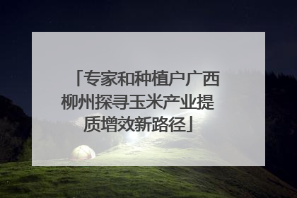 专家和种植户广西柳州探寻玉米产业提质增效新路径