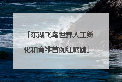 东湖飞鸟世界人工孵化和育雏首例红嘴鸥