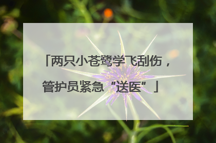 两只小苍鹭学飞刮伤，管护员紧急“送医”