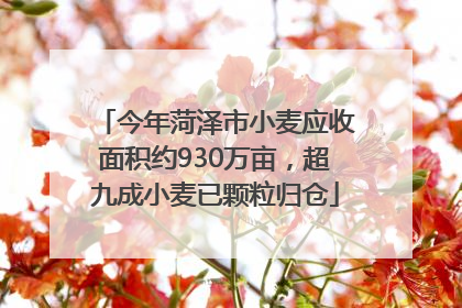 今年菏泽市小麦应收面积约930万亩，超九成小麦已颗粒归仓