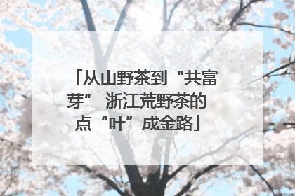 从山野茶到“共富芽” 浙江荒野茶的点“叶”成金路