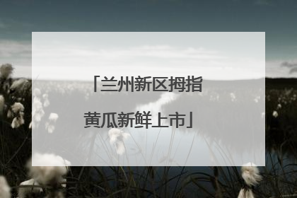 兰州新区拇指黄瓜新鲜上市