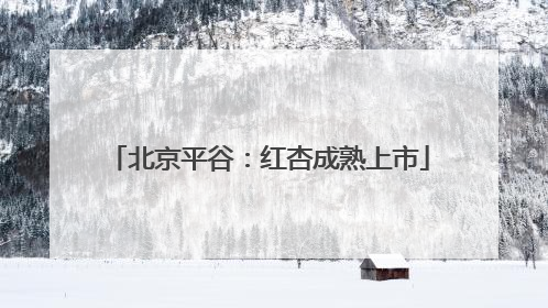 北京平谷：红杏成熟上市