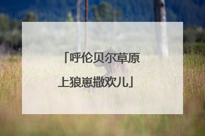 呼伦贝尔草原上狼崽撒欢儿