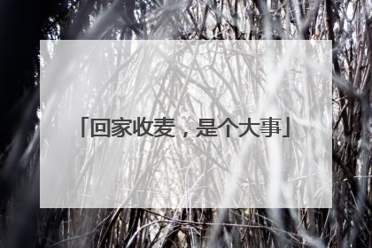 回家收麦，是个大事