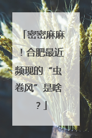 密密麻麻！合肥最近频现的“虫卷风”是啥？