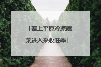 塞上平原冷凉蔬菜进入采收旺季