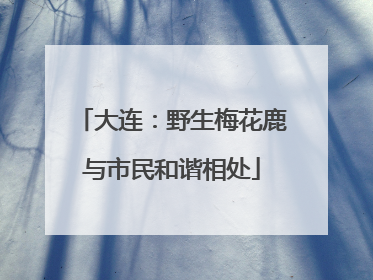 大连：野生梅花鹿与市民和谐相处