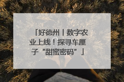 好德州丨数字农业上线！探寻车厘子“甜蜜密码”