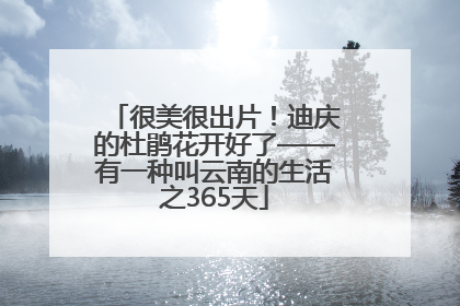 很美很出片！迪庆的杜鹃花开好了——有一种叫云南的生活之365天