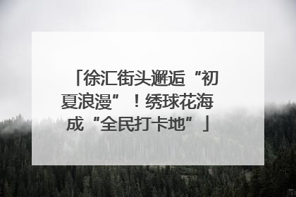 徐汇街头邂逅“初夏浪漫”！绣球花海成“全民打卡地”