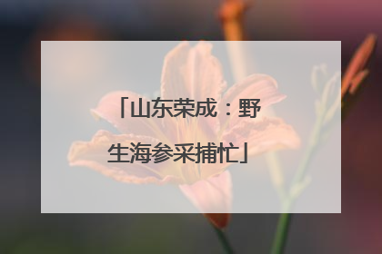 山东荣成：野生海参采捕忙