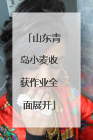 山东青岛小麦收获作业全面展开