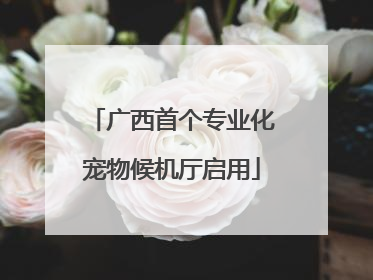 广西首个专业化宠物候机厅启用