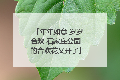 年年如意 岁岁合欢 石家庄公园的合欢花又开了