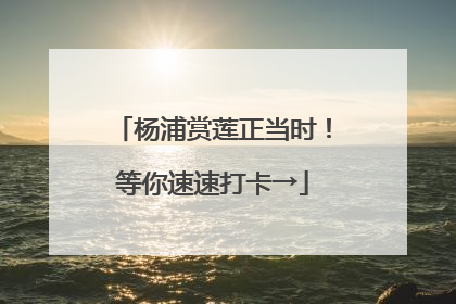 杨浦赏莲正当时！等你速速打卡→