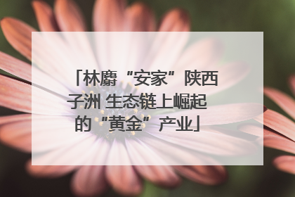 林麝“安家”陕西子洲 生态链上崛起的“黄金”产业