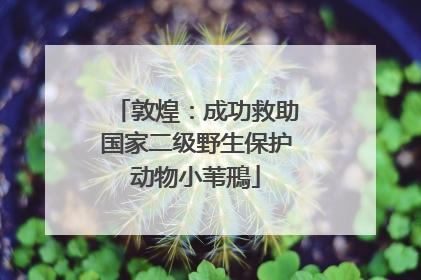 敦煌：成功救助国家二级野生保护动物小苇鳽