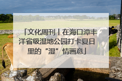 文化周刊丨在海口潭丰洋省级湿地公园打卡夏日里的“湿”情画意