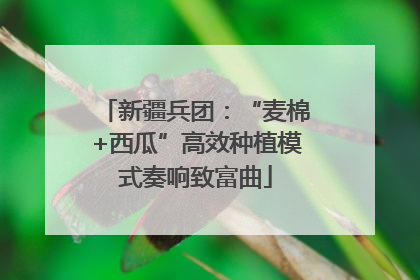 新疆兵团：“麦棉+西瓜”高效种植模式奏响致富曲
