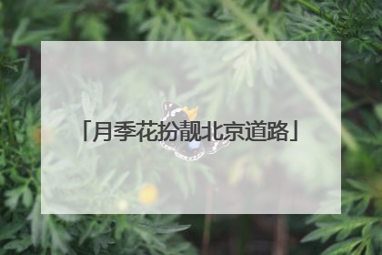 月季花扮靓北京道路