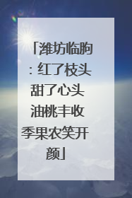 潍坊临朐：红了枝头 甜了心头 油桃丰收季果农笑开颜