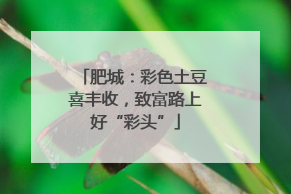 肥城：彩色土豆喜丰收，致富路上好“彩头”
