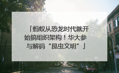 蚂蚁从恐龙时代就开始搞组织架构！华大参与解码“昆虫文明”