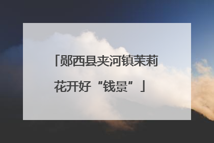 郧西县夹河镇茉莉花开好“钱景”