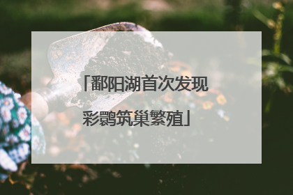 鄱阳湖首次发现彩鹮筑巢繁殖