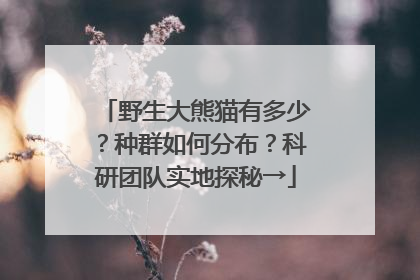 野生大熊猫有多少？种群如何分布？科研团队实地探秘→