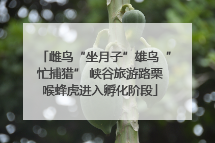 雌鸟“坐月子”雄鸟“忙捕猎” 峡谷旅游路栗喉蜂虎进入孵化阶段