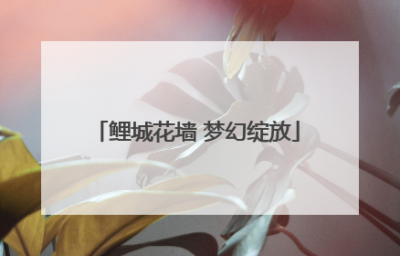 鲤城花墙 梦幻绽放