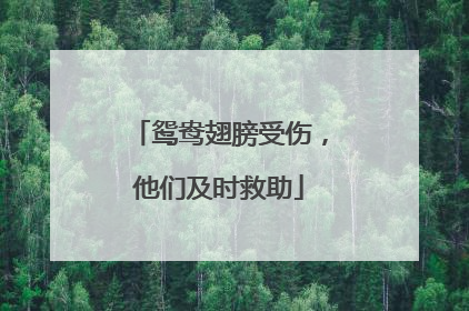 鸳鸯翅膀受伤，他们及时救助