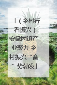 （乡村行·看振兴）安徽固镇产业聚力 乡村振兴“畜”势勃发