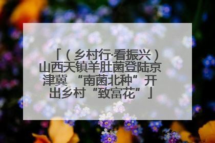 （乡村行·看振兴）山西天镇羊肚菌登陆京津冀 “南菌北种”开出乡村“致富花”