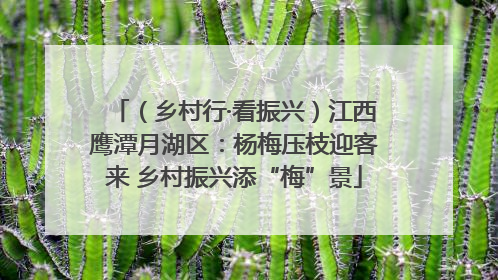 （乡村行·看振兴）江西鹰潭月湖区：杨梅压枝迎客来 乡村振兴添“梅”景