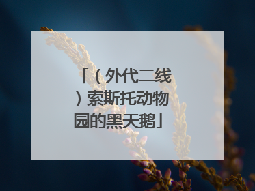 （外代二线）索斯托动物园的黑天鹅